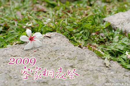 2009 桐花祭